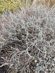 Eriogonum wrightii nodosum