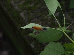 Spilarctia subcarnea