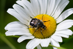 Trichiotinus assimilis