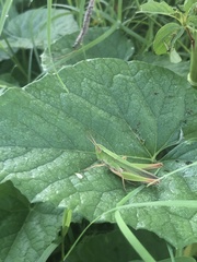 Dichromorpha prominula