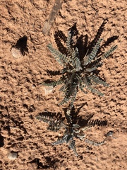 Astragalus mollissimus