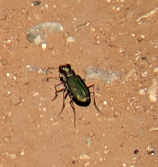 Cicindela purpurea