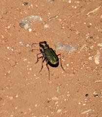 Cicindela purpurea