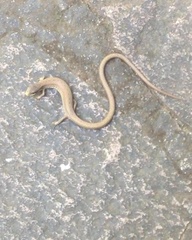 Gerrhonotus liocephalus