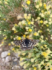 Euphydryas chalcedona hennei