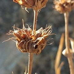 Salvia vaseyi