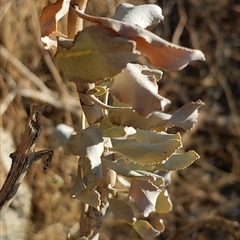 Salvia vaseyi