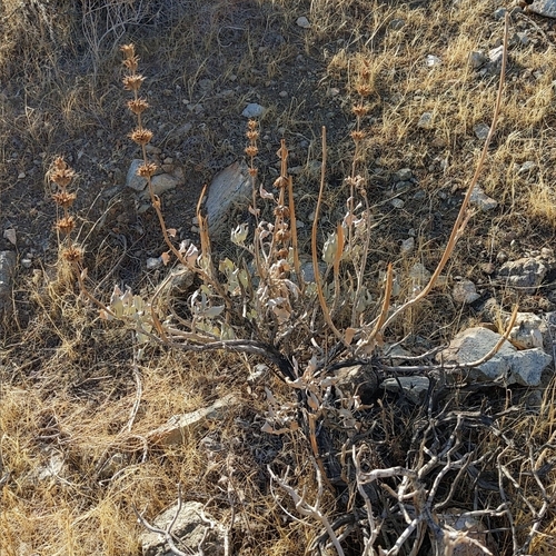 Image of Salvia vaseyi by no rights reserved
