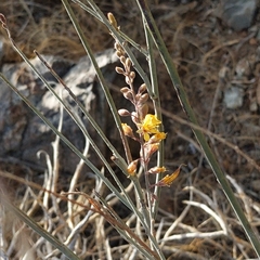 Hoffmannseggia microphylla