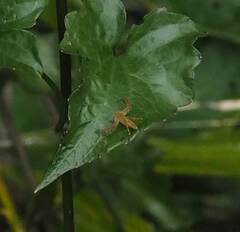 Hamadruas hieroglyphica