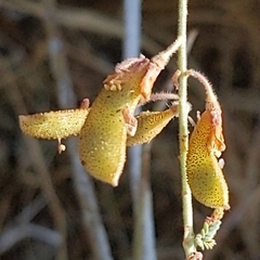 Hoffmannseggia microphylla