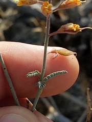 Hoffmannseggia microphylla