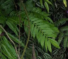 Angiopteris lygodiifolia