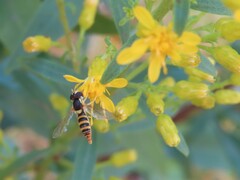 Sphaerophoria contigua