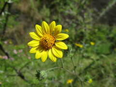 Simsia foetida