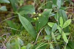 Maianthemum trifolium