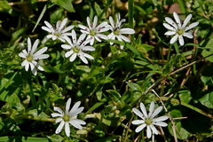 Stellaria flaccida
