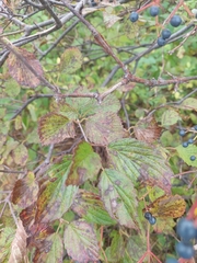 Viburnum recognitum