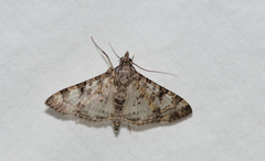 Dysallacta negatalis