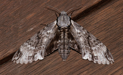 Psilogramma