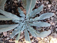 Camissoniopsis