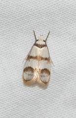 Chezala brachypepla