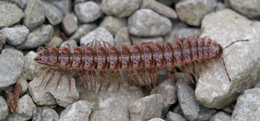 Common Pink Flat-back from Coshocton, Ohio, United States on September ...