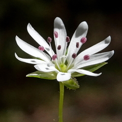 Stellaria flaccida