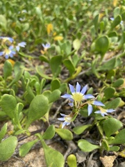 Scaevola calendulacea