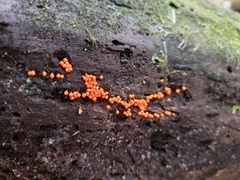 Hemitrichia decipiens