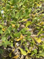 Scaevola calendulacea