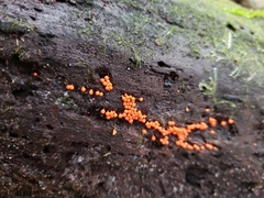 Hemitrichia decipiens