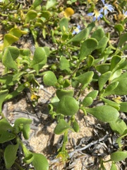 Scaevola calendulacea