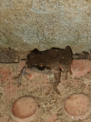 Kani Bushfrog, Pseudophilautus kani