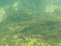 Hypentelium nigricans