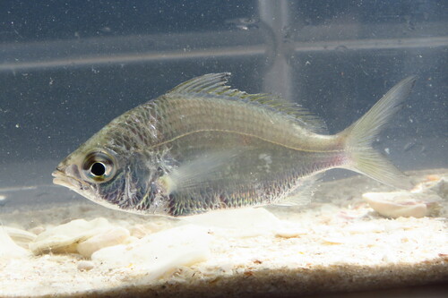 Jenny mojarra (Eucinostomus gula) — Gerreidae — 4