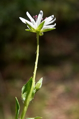 Stellaria flaccida
