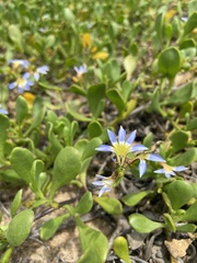 Scaevola calendulacea