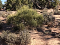 Ephedra viridis