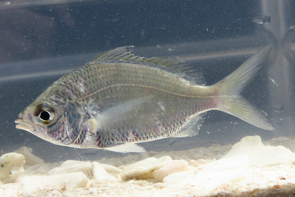Eucinostomus