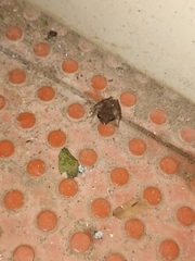 Pseudophilautus kani