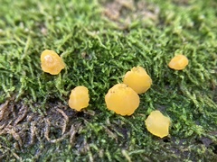 Dacrymyces capitatus