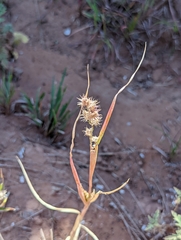 Cenchrus longispinus