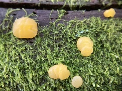 Dacrymyces capitatus