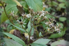 Eurybia furcata