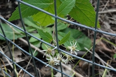 Eurybia furcata