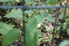 Eurybia furcata