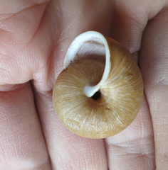 Helminthoglypta exarata