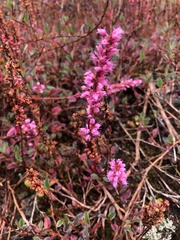 Bistorta vacciniifolia
