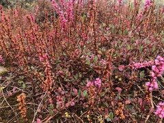 Bistorta vacciniifolia